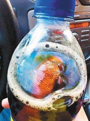 可樂(lè)里喝出死金魚